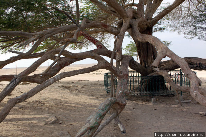 Ствол и ветви Дерева жизни Южная мухафаза, Бахрейн