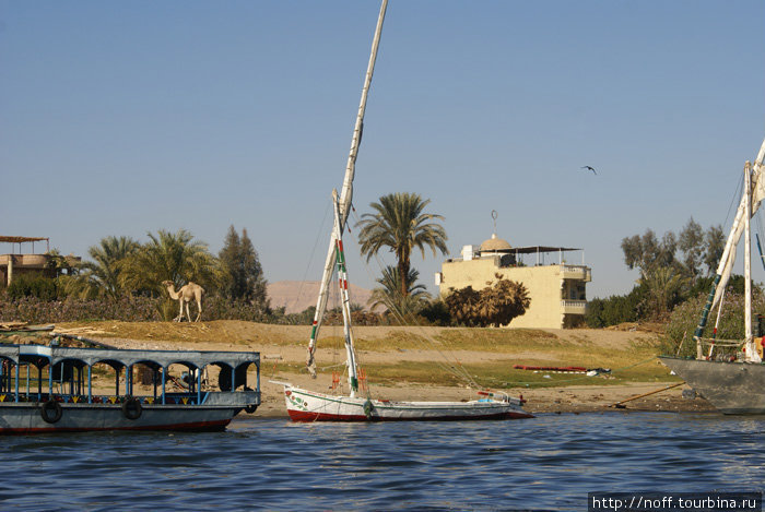 Нил Кусейр, Египет