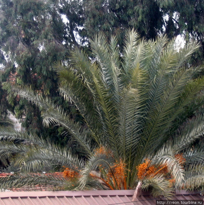 Бурная декабрьская растительность Лимассол, Кипр