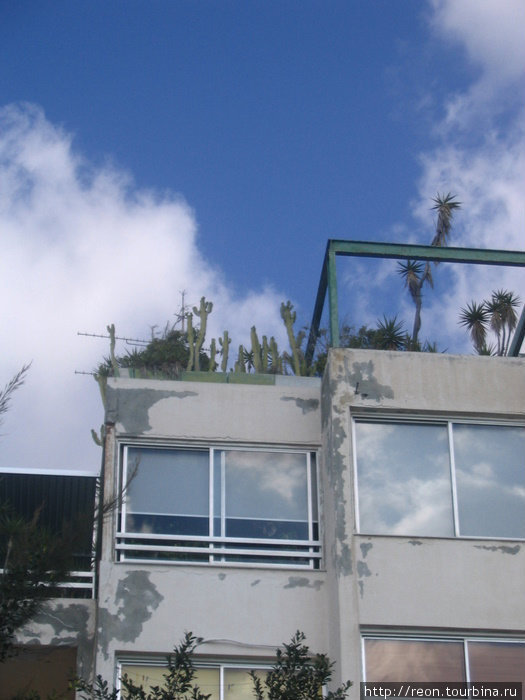 Лимассаольцы любят разводить кактусы на крыше Лимассол, Кипр