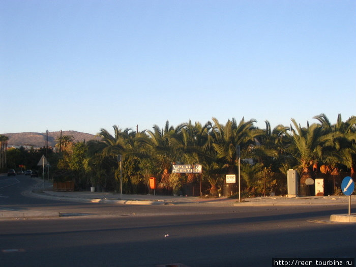 Торговля пальмами, видно, идет шустро Лимассол, Кипр