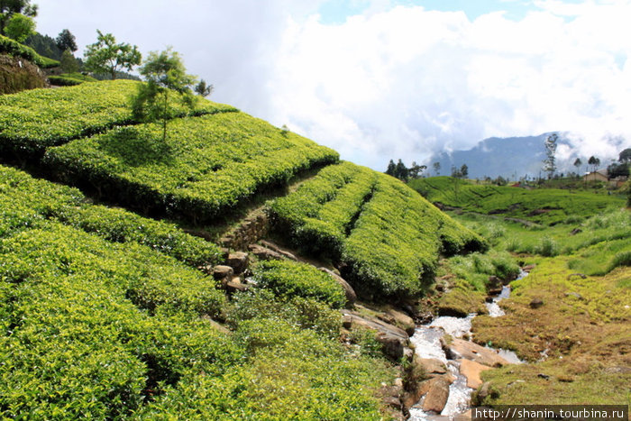 Чайные кусты на берегу горной речки Хапутале, Шри-Ланка