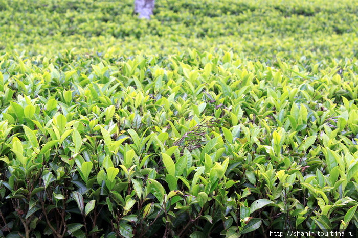 Чайные кусты Хапутале, Шри-Ланка