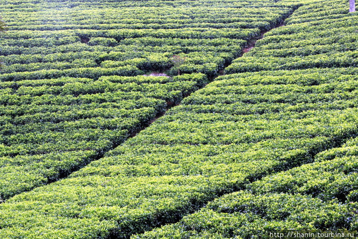 В чайных плантациях проделаны проходы — для удобства сборщиков чая Хапутале, Шри-Ланка