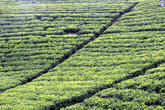 В чайных плантациях проделаны проходы — для удобства сборщиков чая