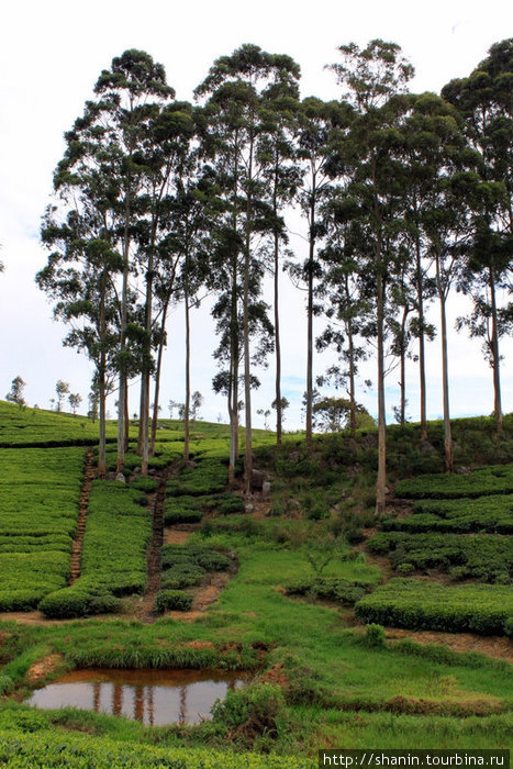 Эвкалиптовая роща на чайной плантации Хапутале, Шри-Ланка