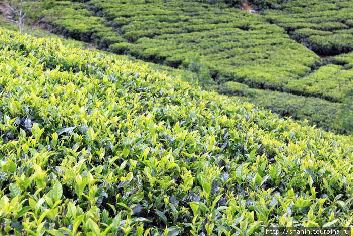 Чай на склоне Хапутале, Шри-Ланка