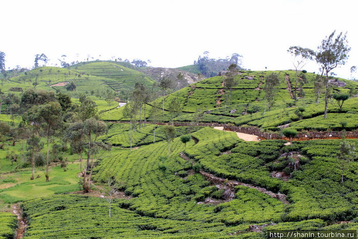 Все холмы засажены чаем Хапутале, Шри-Ланка
