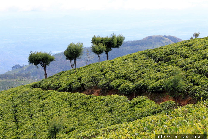 Кусты чая на склоне Хапутале, Шри-Ланка