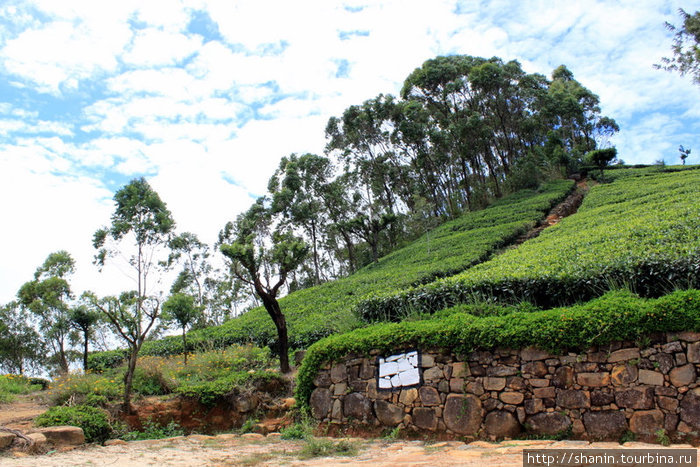 Чай, деревья и небо Хапутале, Шри-Ланка