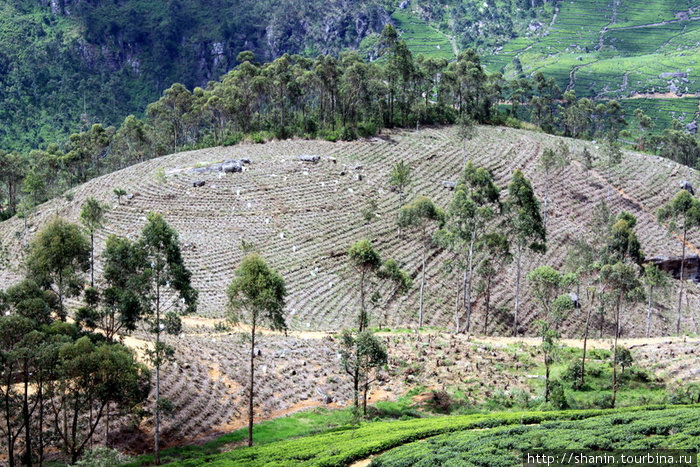 Пустой холм — меняют чайные кусты на новые Хапутале, Шри-Ланка