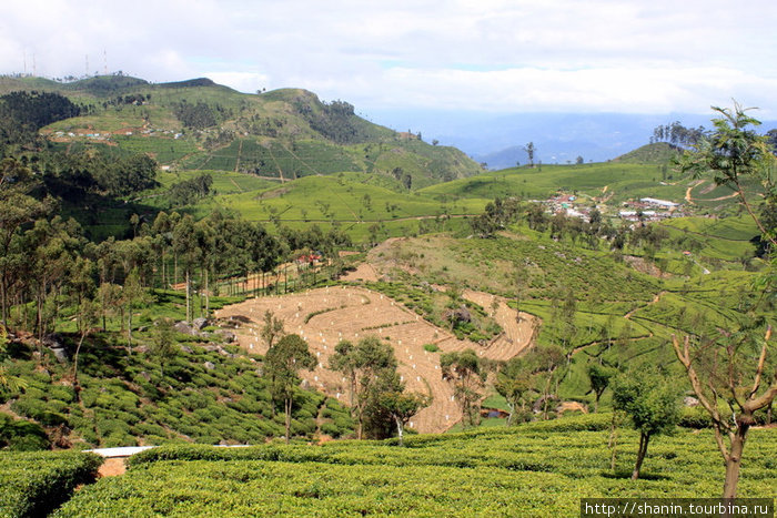 Горы и чайные кусты Хапутале, Шри-Ланка