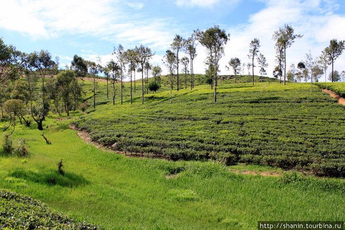 Трава и чайные кусты Хапутале, Шри-Ланка