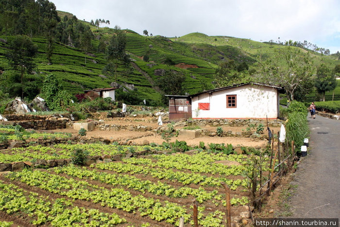 Чаем сыт не будешь. Возле домов разводят огороды. Хапутале, Шри-Ланка