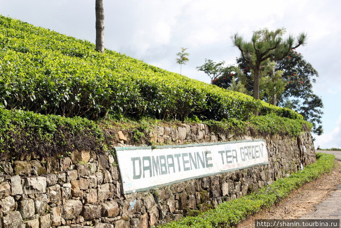 Кусты принадлежат чайной фабрике Дамбатене Хапутале, Шри-Ланка