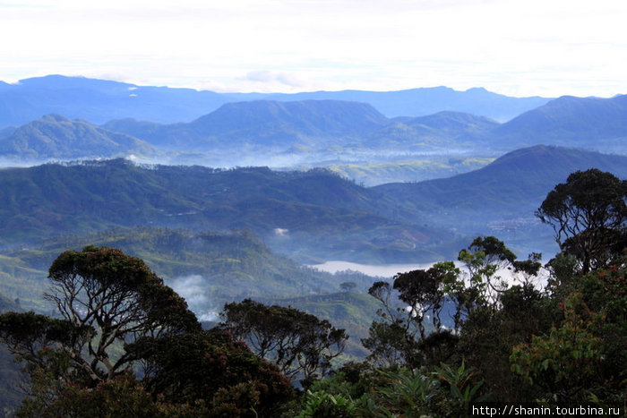 Утро туманное... Шри Пада Пик (Пик Адама 2243м)  заповедник дикой природы, Шри-Ланка