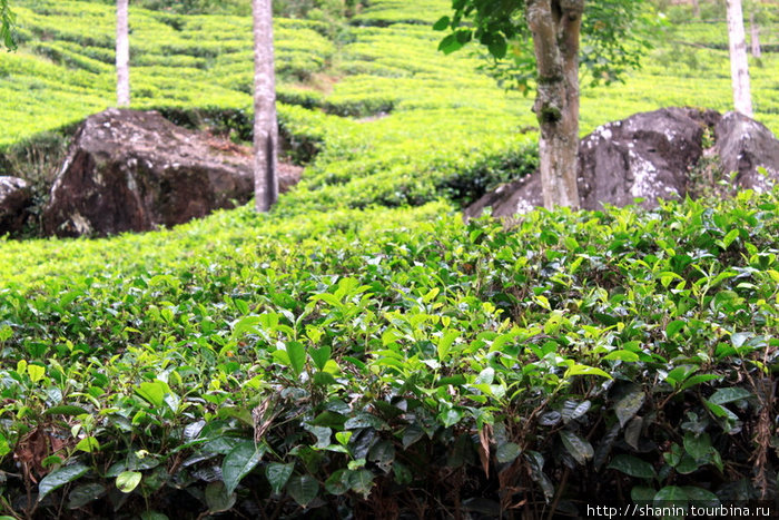 Чайная плантация возле Пика Адама Шри Пада Пик (Пик Адама 2243м)  заповедник дикой природы, Шри-Ланка