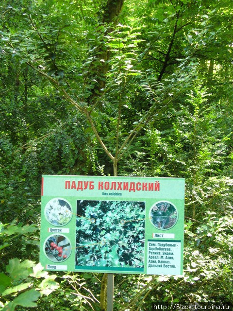 Древний лес Кавказа Сочи, Россия