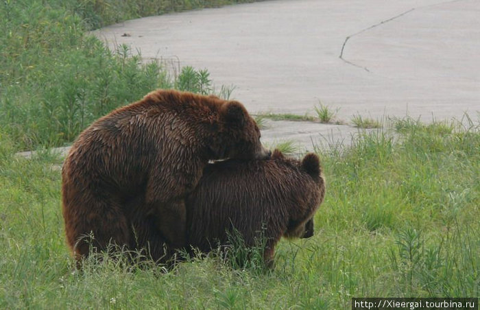 И увидеть в живую интимную жизнь медведей
