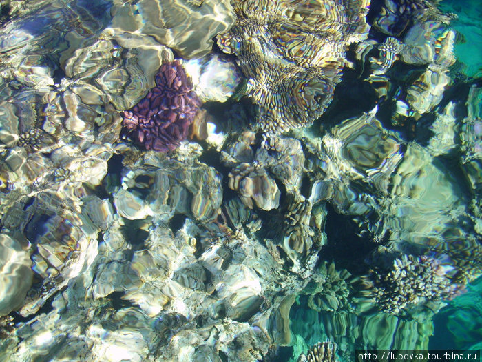 Фото кораллов Красного моря . Шарм-Эль-Шейх, Египет