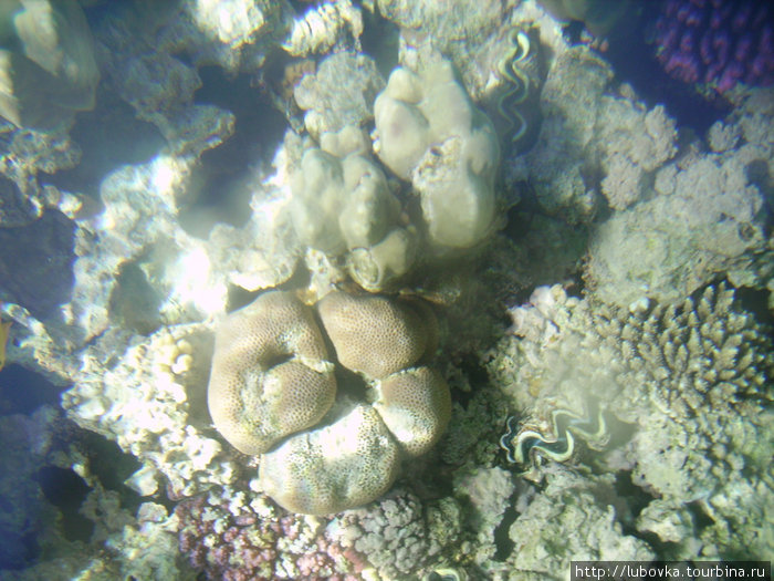 Фото кораллов через стекло катамарана. Шарм-Эль-Шейх, Египет