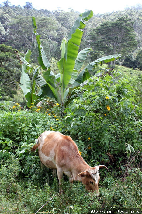 Корова пасется у железнодорожной насыпи Элла, Шри-Ланка