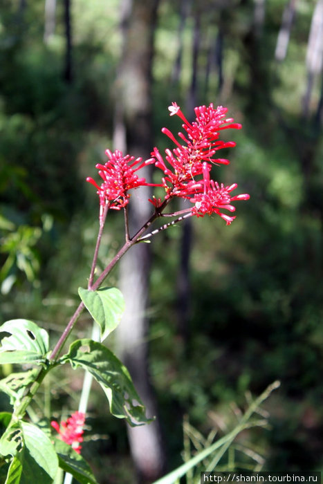 Цветок Элла, Шри-Ланка