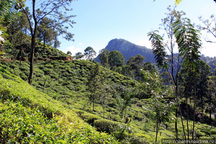 Чайная плантация на склоне Элла, Шри-Ланка