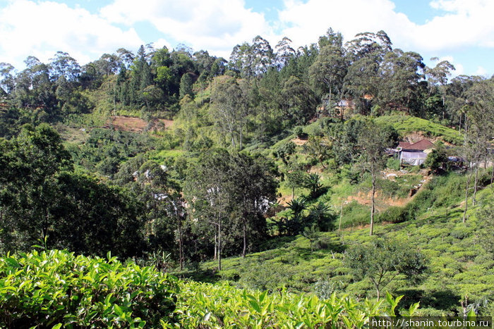 Дом на чайной плантации у Малого Пика Адама Элла, Шри-Ланка
