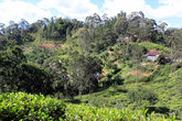 Дом на чайной плантации у Малого Пика Адама