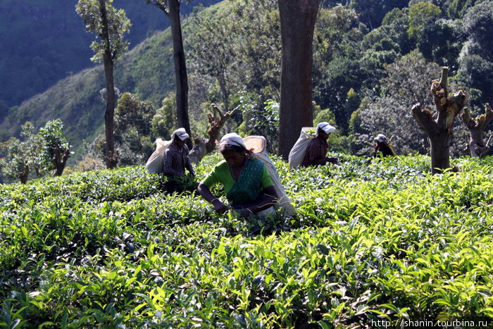 Идет уборка чая Элла, Шри-Ланка