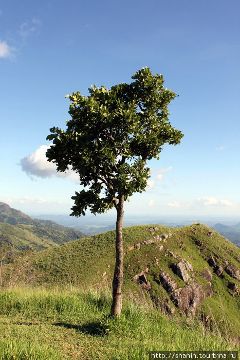 Дерево на вершине Малого Пика Адама Элла, Шри-Ланка
