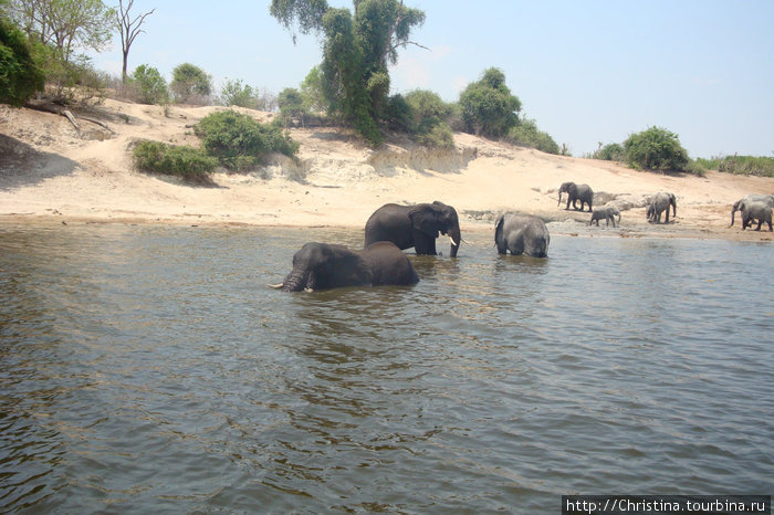 Внимание! Ботсвана - это не зоопарк! Ботсвана