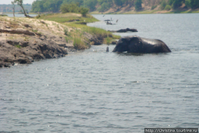 Ежедневно в обед слоны переплывают из Ботсваны в Намибию через реку Чобе. Там травка повыше и по-зеленее. А после обеда — обратно. Зрелище стада слонов переправляющихся через реку — невероятно! Ботсвана
