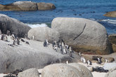 Знаменитые Африканские пингвинчики.