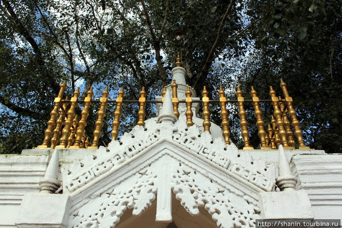 Золотая изгородь Бадулла, Шри-Ланка