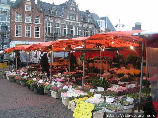 Цветы посреди зимы Харлем, Нидерланды