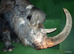 Вот это, к примеру, шерстистый носорог. Его нашли в низовьях реки Колымы, где он жил примерно 10-55 тысяч лет назад.