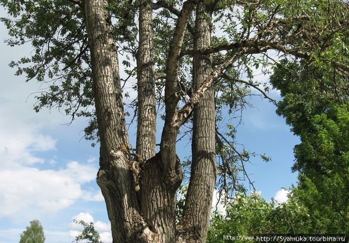 Второе красивое дерево — тополь. Подольск, Россия