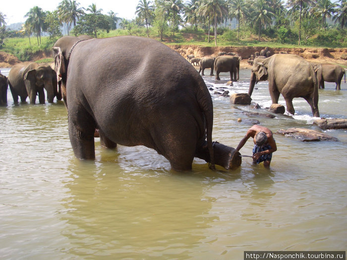 Чистота — залог здоровя. Слоновий питомник Пинавелла Шри-Ланка