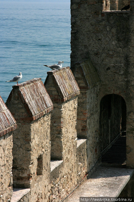 чайки, стерегущие замок Сирмионе, Италия
