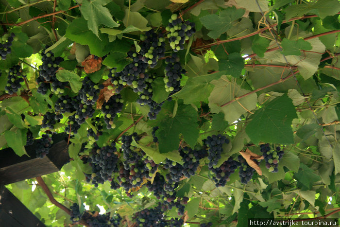 виноградники Тренто, Италия