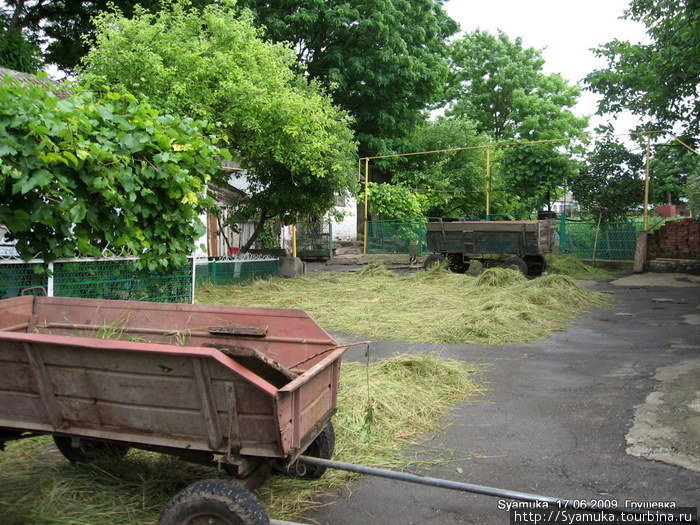 Для скота сельчане заготавливают на зиму сено... Первомайск, Украина