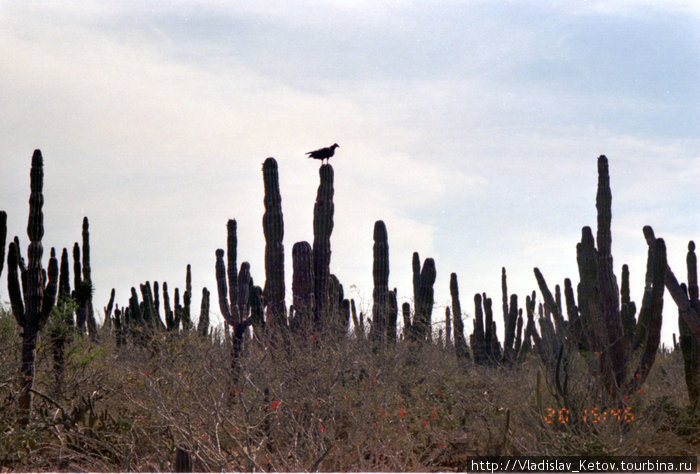 Хищная птица на кактусе Мексика