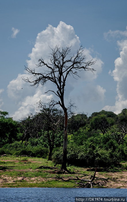 Водное сафари в Чобе Национальный парк Чобе, Ботсвана