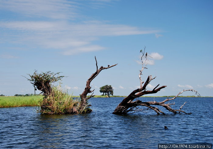 Водное сафари в Чобе Национальный парк Чобе, Ботсвана