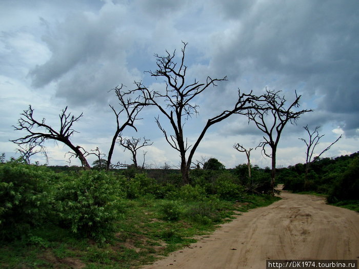 Наземное сафари в Чобе Национальный парк Чобе, Ботсвана