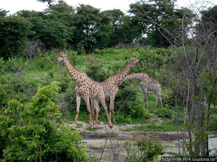 Наземное сафари в Чобе Национальный парк Чобе, Ботсвана