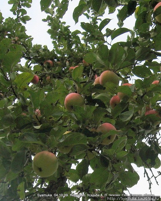 Антон Павлович  считал яблоки очень полезными. Он сам сажал сад. Чехов, Россия