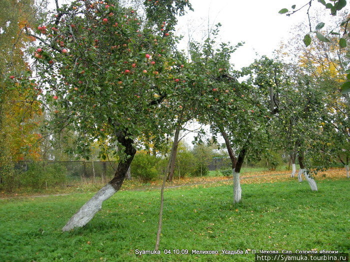 Конечно, тех  яблонь уже не осталось, но сотрудники музея сохраняют старые сорта, ухаживают за садом. Чехов, Россия